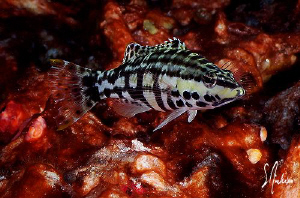 This image of a Harlequin Bass was taken last year during... by Steven Anderson 